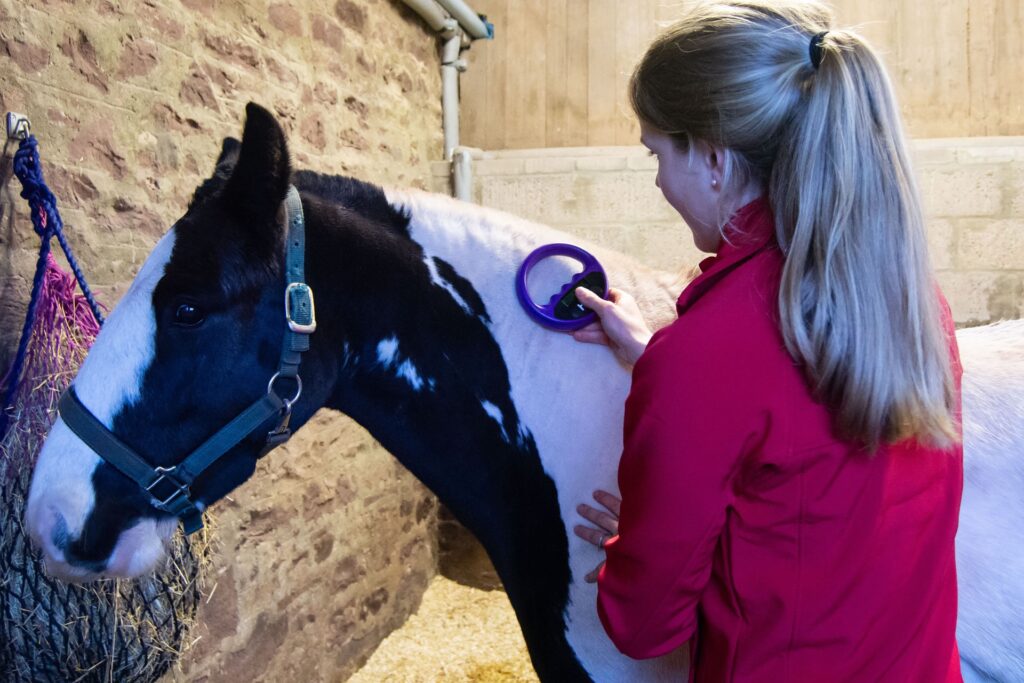 About Us Perth Equine Vets Local horse vet near me