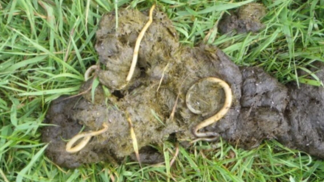 download horsehair worm eggs download horsehair worm eggs