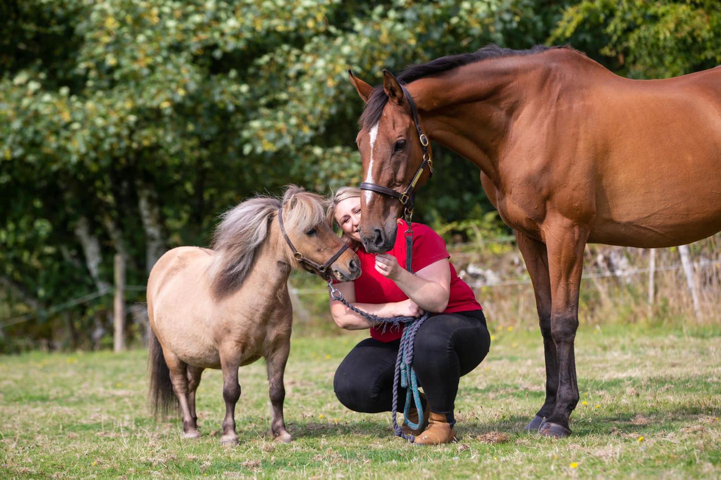 About Us Perth Equine Vets Local horse vet near me